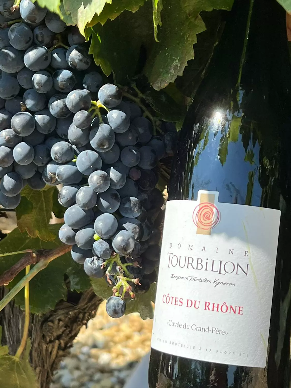 Benjamin Tourbillon, vigneron, dévoile son domaine au cœur du Luberon