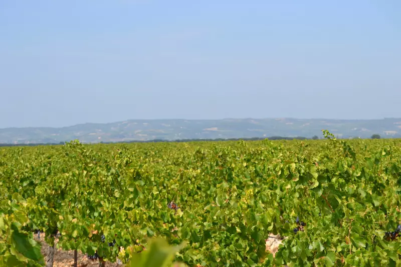 Côtes du Rhône village Plan de Dieu