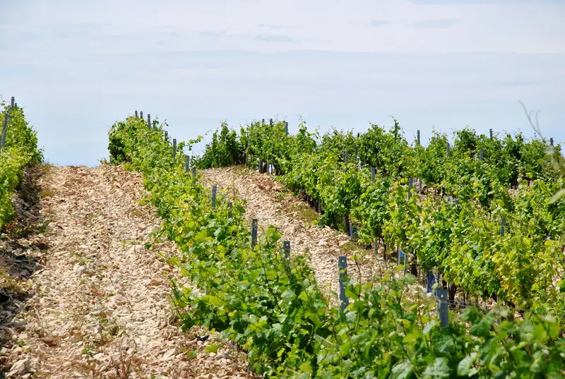 Châteauneuf-du-Pape – Domaine Tourbillon